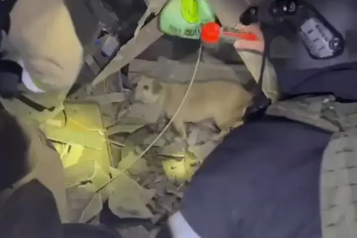 Nocny atak na Sumińskim. Ratownicy wydobyli z gruzów pieska (wideo)