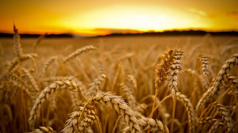 Grain Export: Which Countries Ukraine Sells Wheat and Corn To